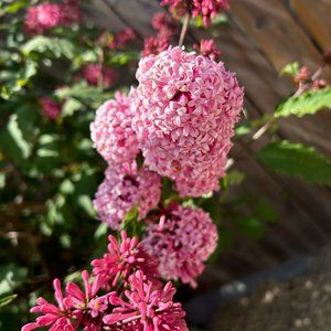 Meet your Posher, Aliana